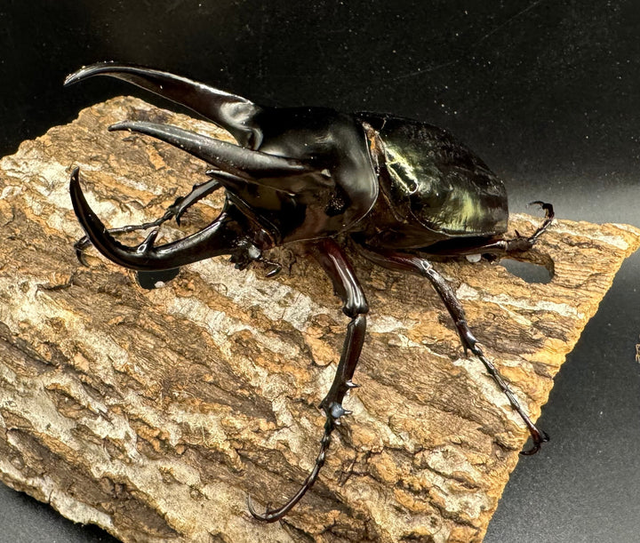 【WD】《スマトラコーカサスオオカブト 100mm ペア》