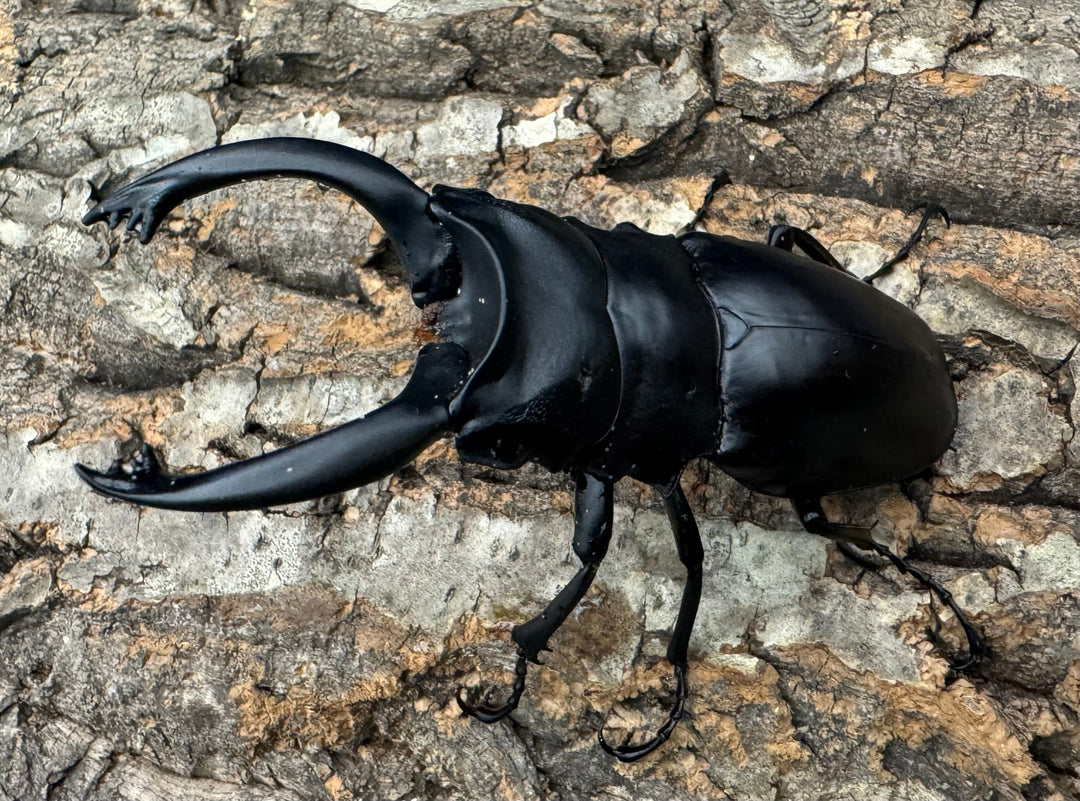 【WD】大歯《アルケスツヤクワガタ 86mm ペア》