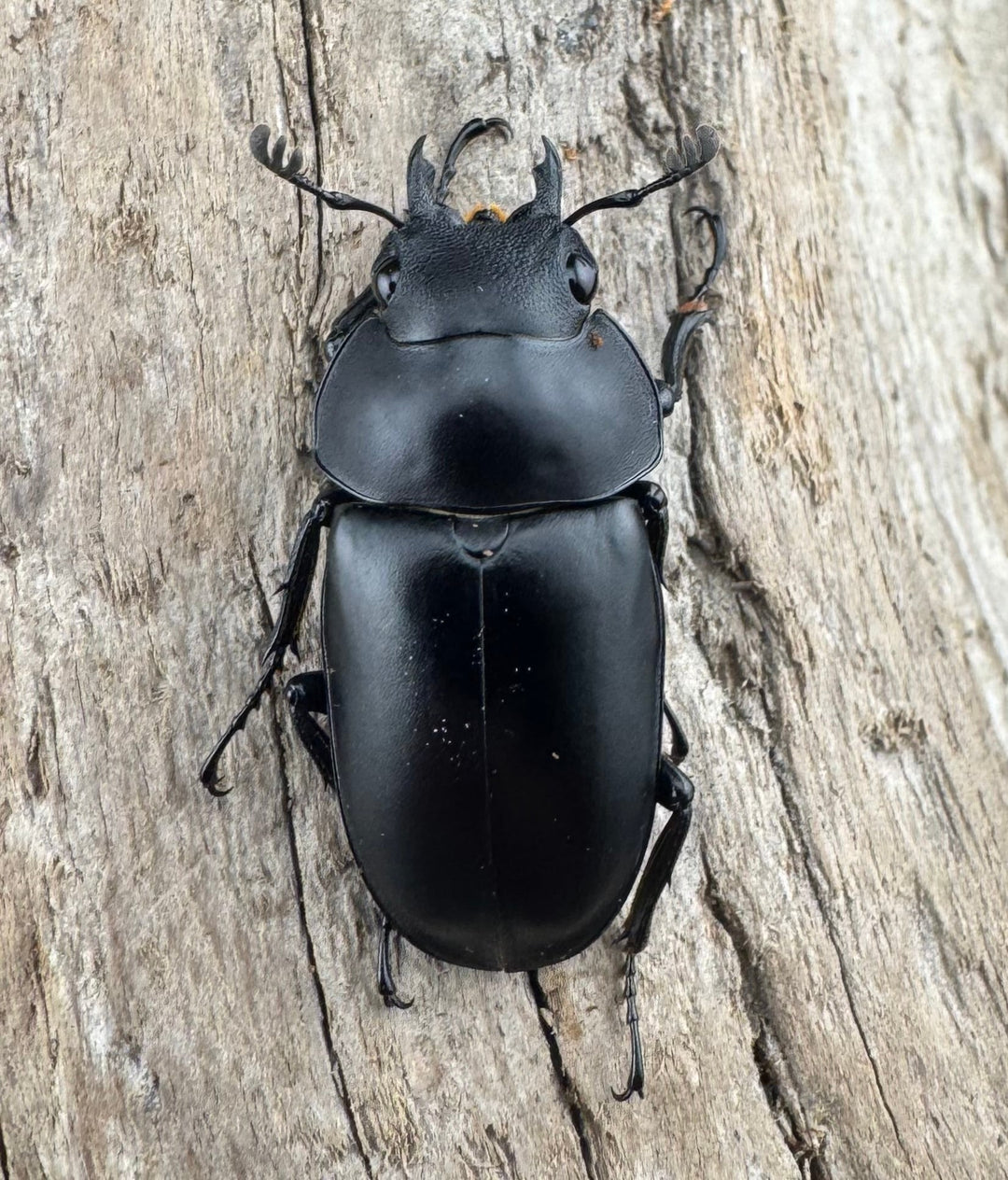 【WD】《ポレクトゥスノコギリクワガタ 海南省産 50mm ペア》