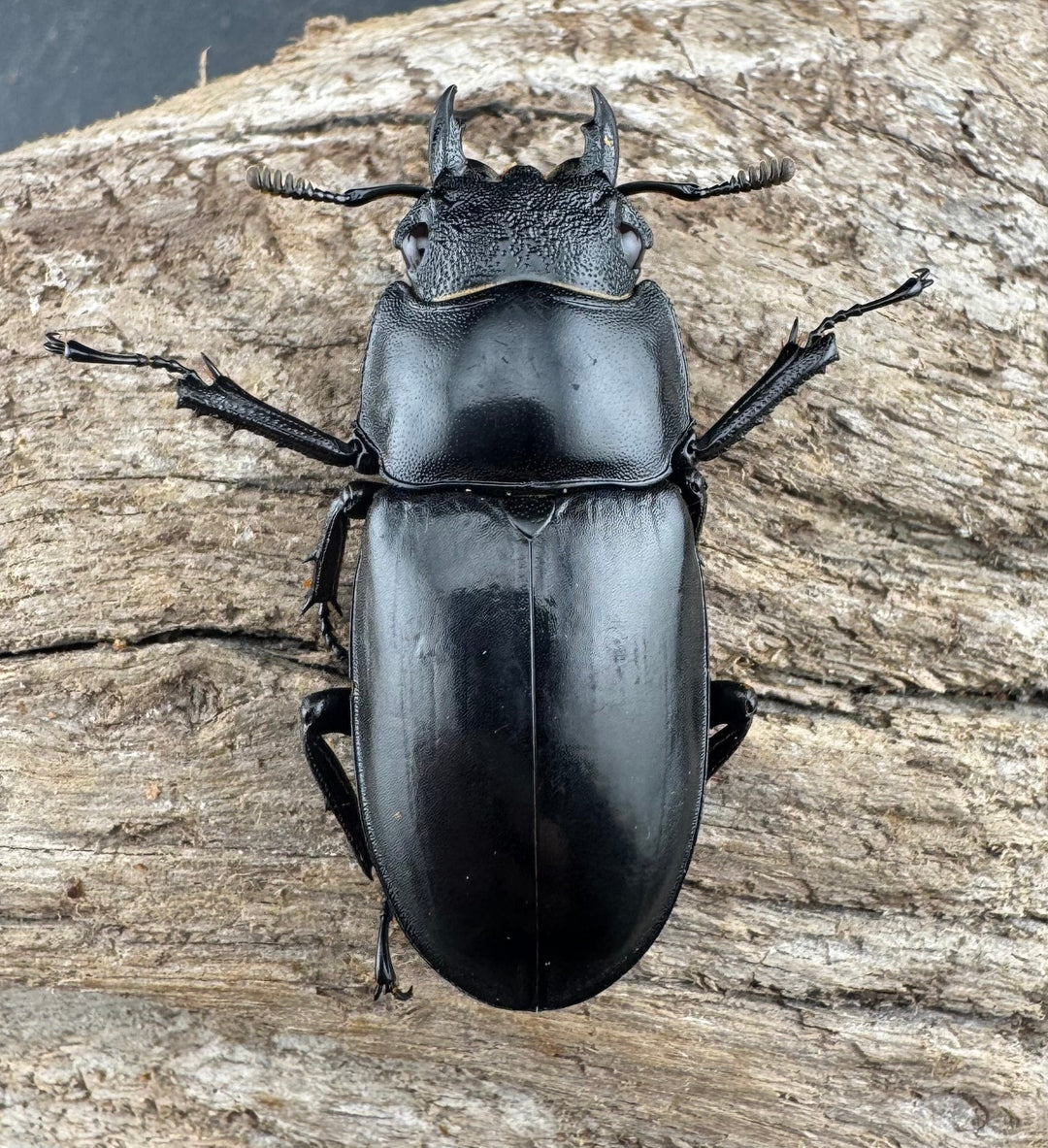 【WD】《セアカフタマタ（パリーフタマタ） 81mm ペア》