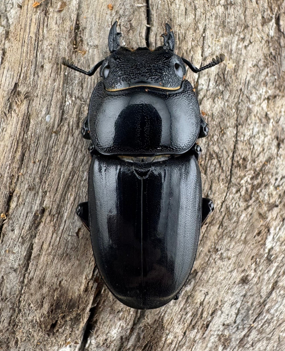 【WD】《パラワンオオヒラタ バタラザ産 85mm ペア》