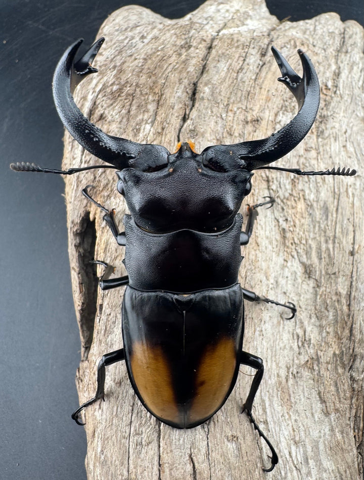 【WD】《セアカフタマタ（パリーフタマタ） 83mm A’品ペア》