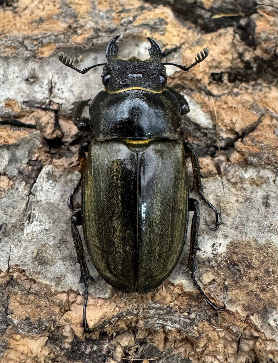 《メアレーミヤマ 35mm ペア》