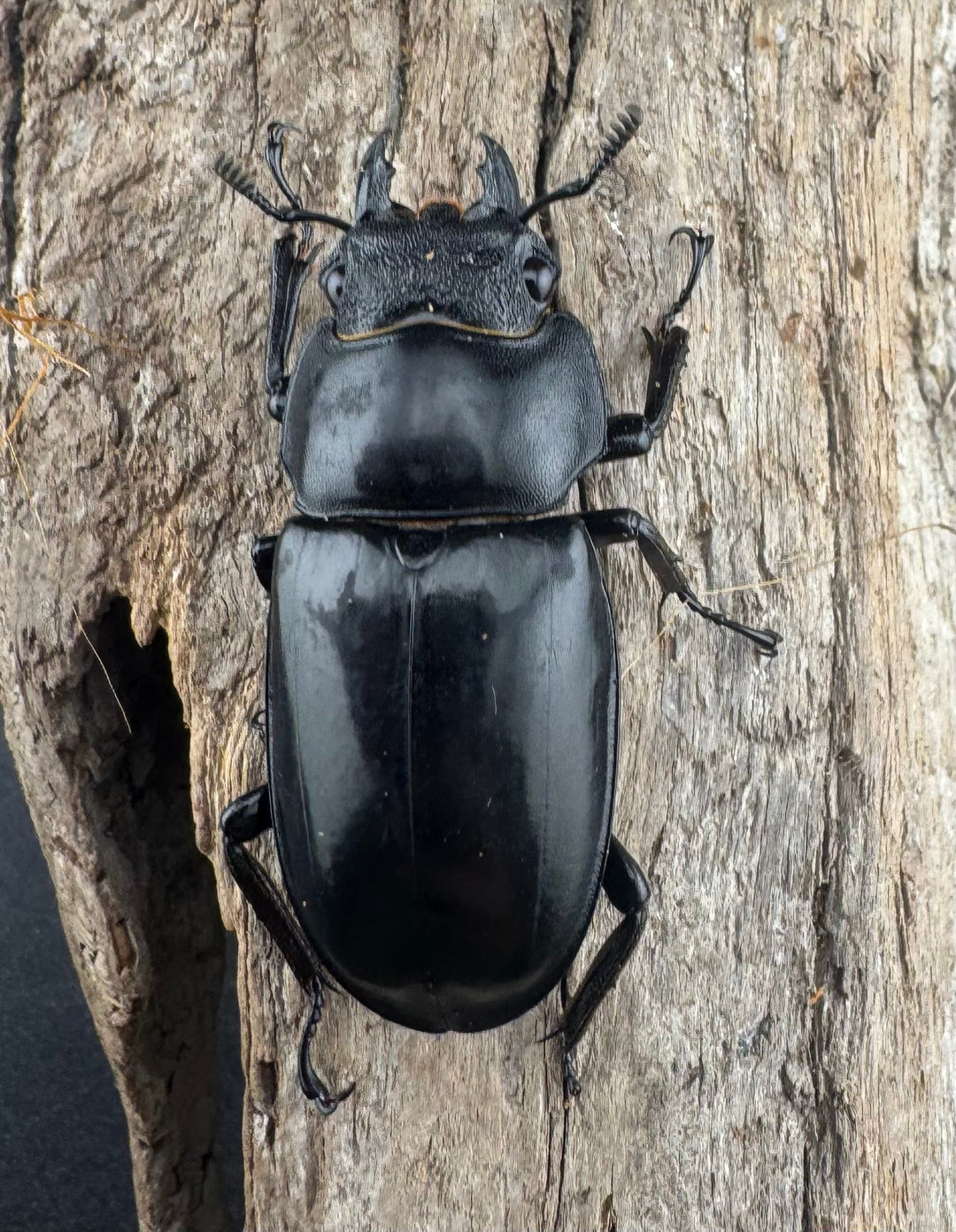 【WD】《セアカフタマタ（パリーフタマタ） 83mm A’品ペア》