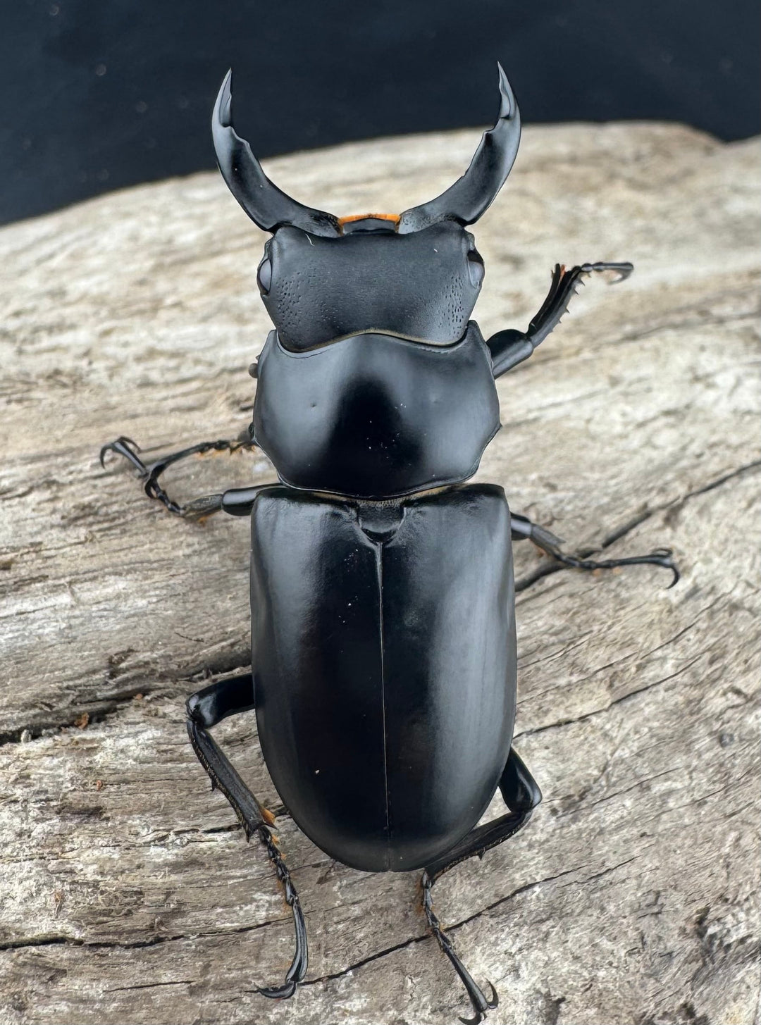 【WD】《ブラナウンコクワ 福貢県産 40mm ペア》