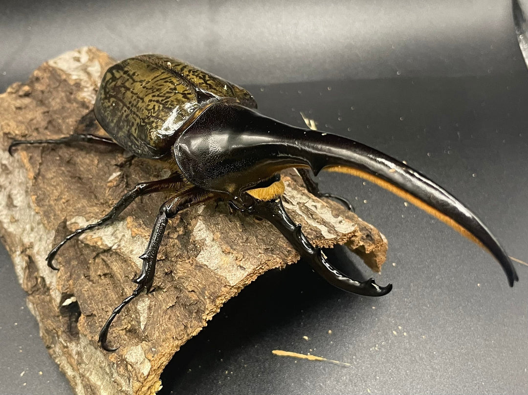 《ヘラクレス・ヘラクレス 145mm ペア》