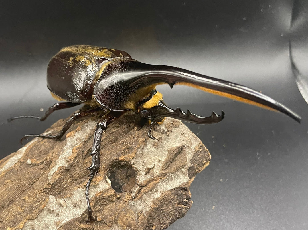 《ヘラクレス・ヘラクレス 126mm ペア》