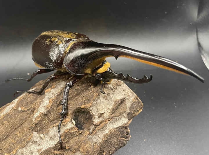 《ヘラクレス・ヘラクレス 126mm ペア》