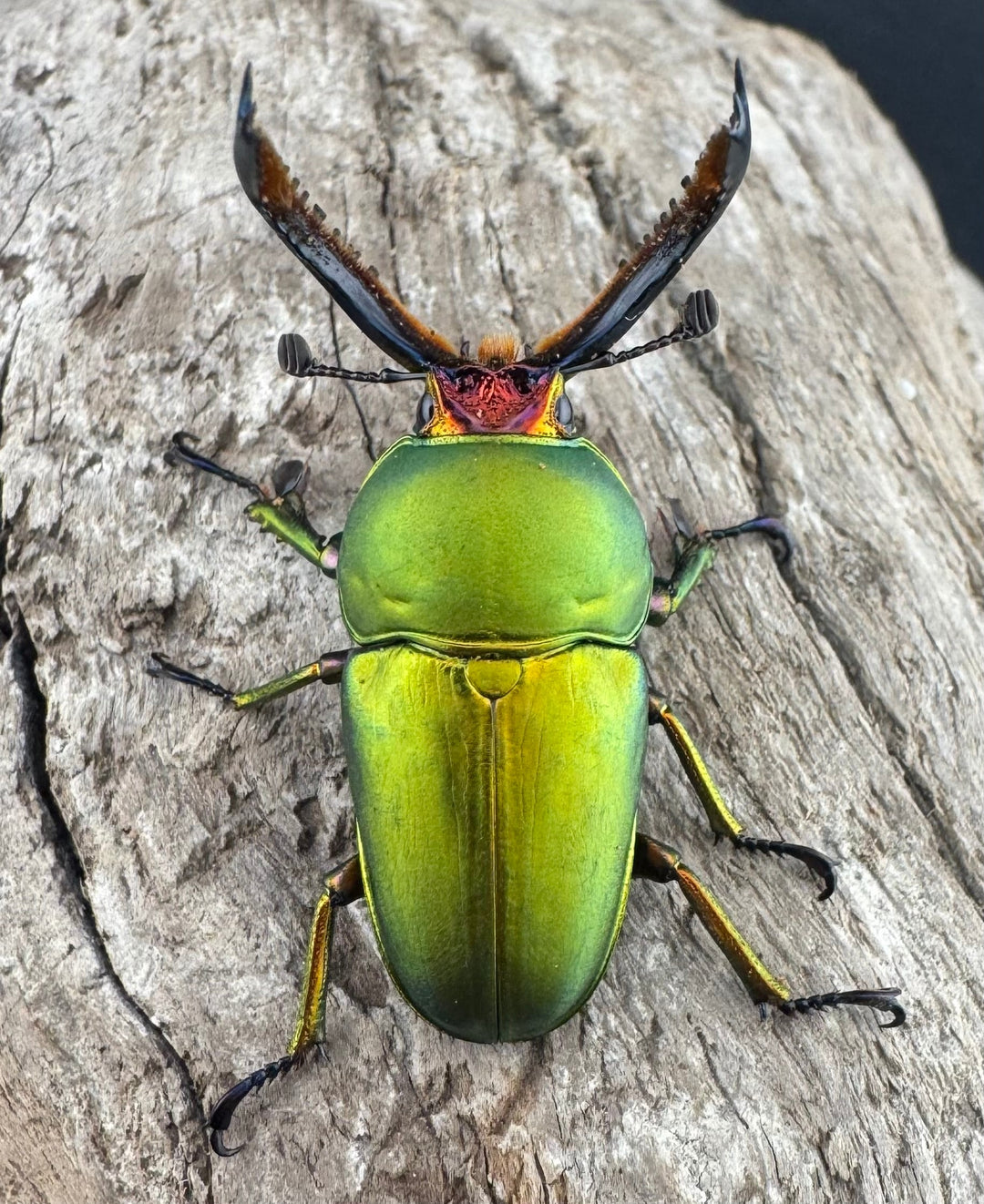 【WD】《パプアキンイロクワガタ アルファック産 39mm ペア》