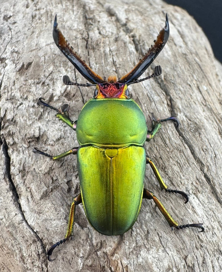 【WD】《パプアキンイロクワガタ アルファック産 39mm ペア》