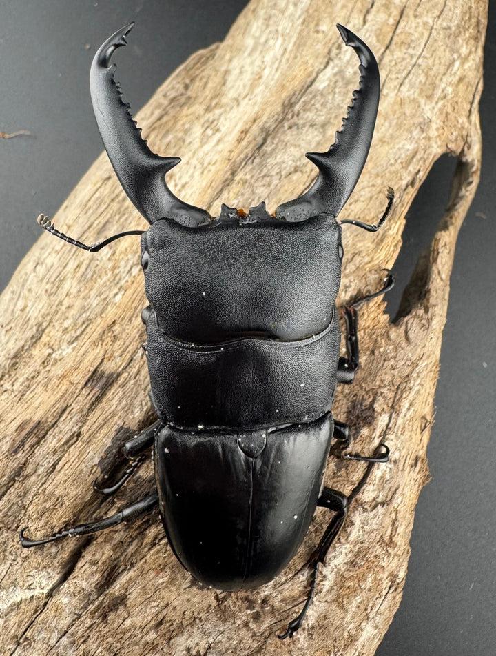 【WD】《パラワンオオヒラタ バタラザ産 87mm ペア》