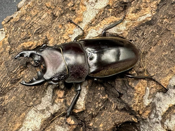 【WD】《ルマウィノコギリ  43mm A'品ペア》