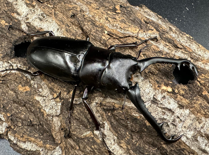 【WD】《ギラファノコギリ亜種ニシヤマイ 81mm ペア》