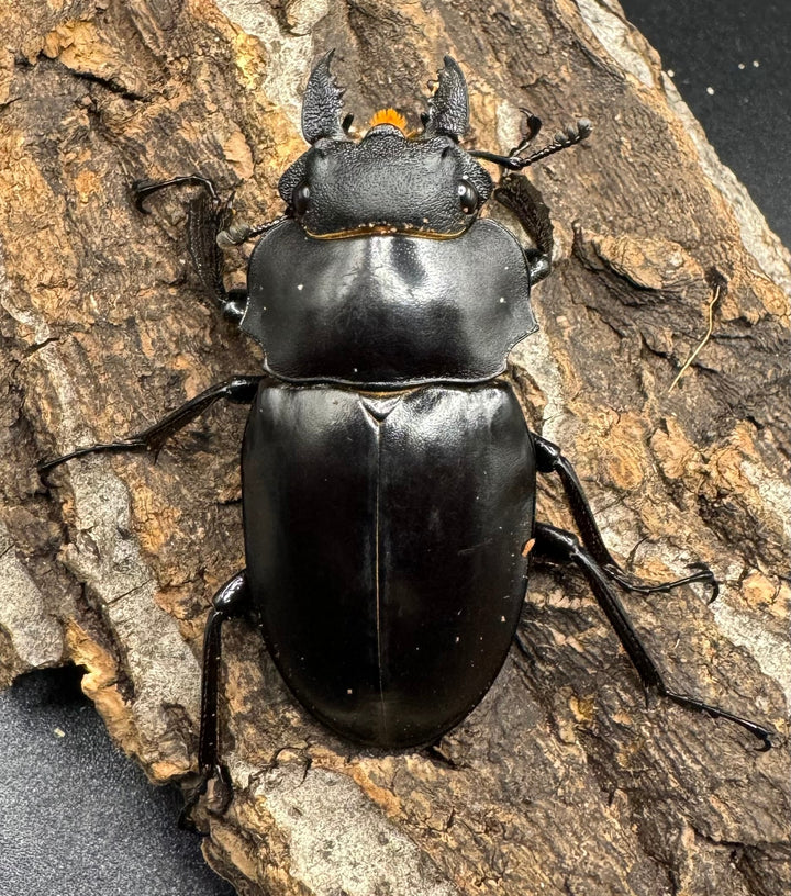 【WD】大型長歯《アルケスツヤクワガタ 93mm ペア》