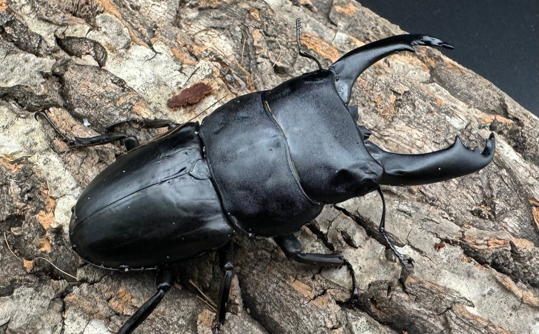 【WD】大型《北カマリネスヒラタ 90mm ペア》