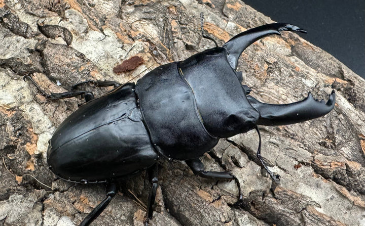 【WD】大型《北カマリネスヒラタ 90mm ペア》