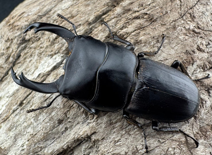 【WD】《ハンステインヒラタ原名亜種 50mm ペア》