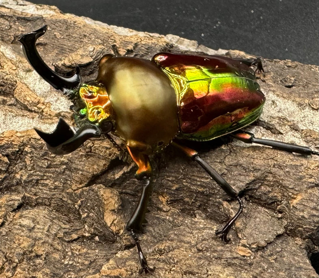 《ニジイロクワガタ 52mm ペア》