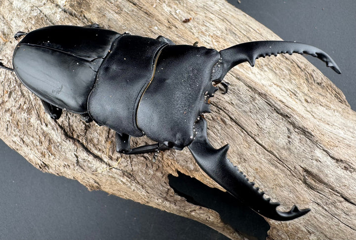 【WD】《パラワンオオヒラタ 91.5mm ペア》