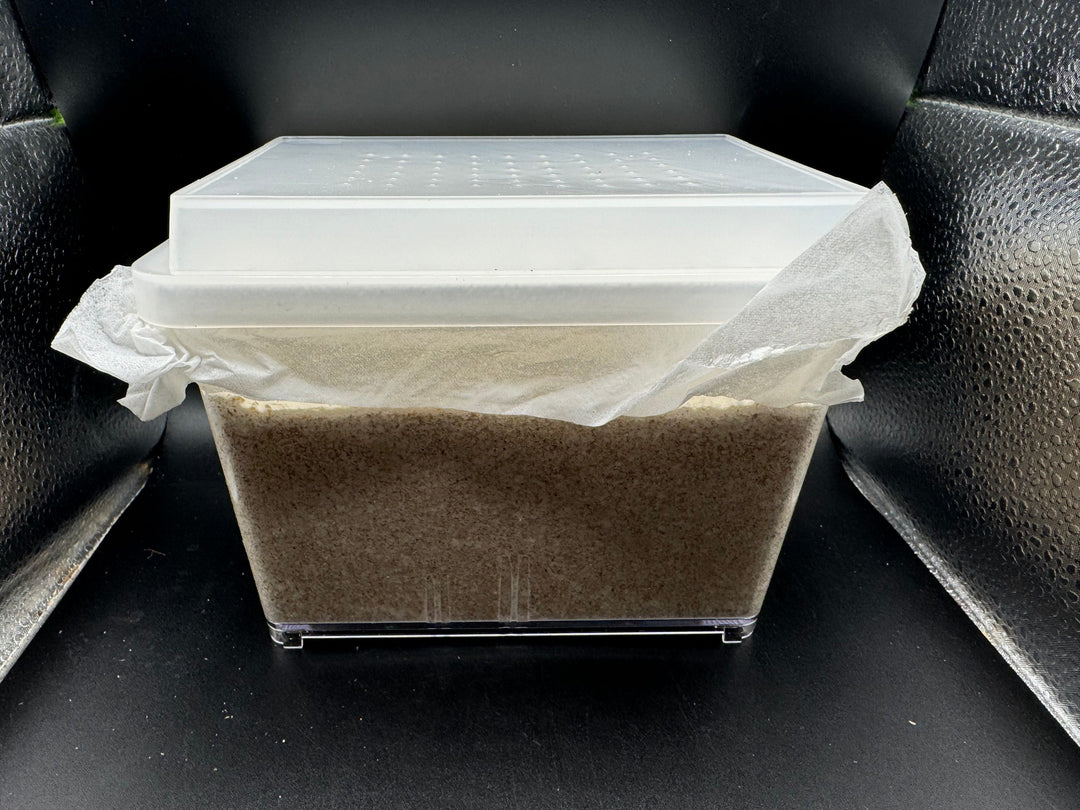 グリードSL（低添加微粒子） 産卵菌床 デジケース