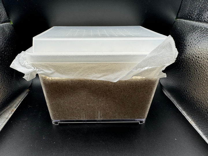 グリードSL（低添加微粒子） 産卵菌床 デジケース