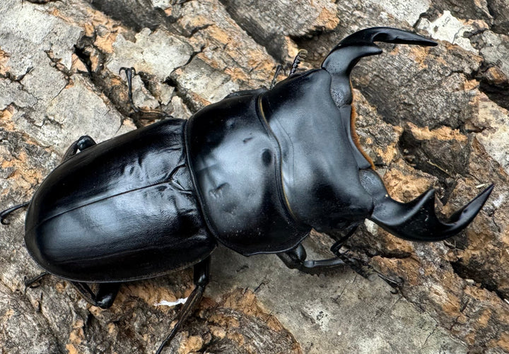 《マレーアンタエウス ゲンティンハイランド産 61mm ペア》