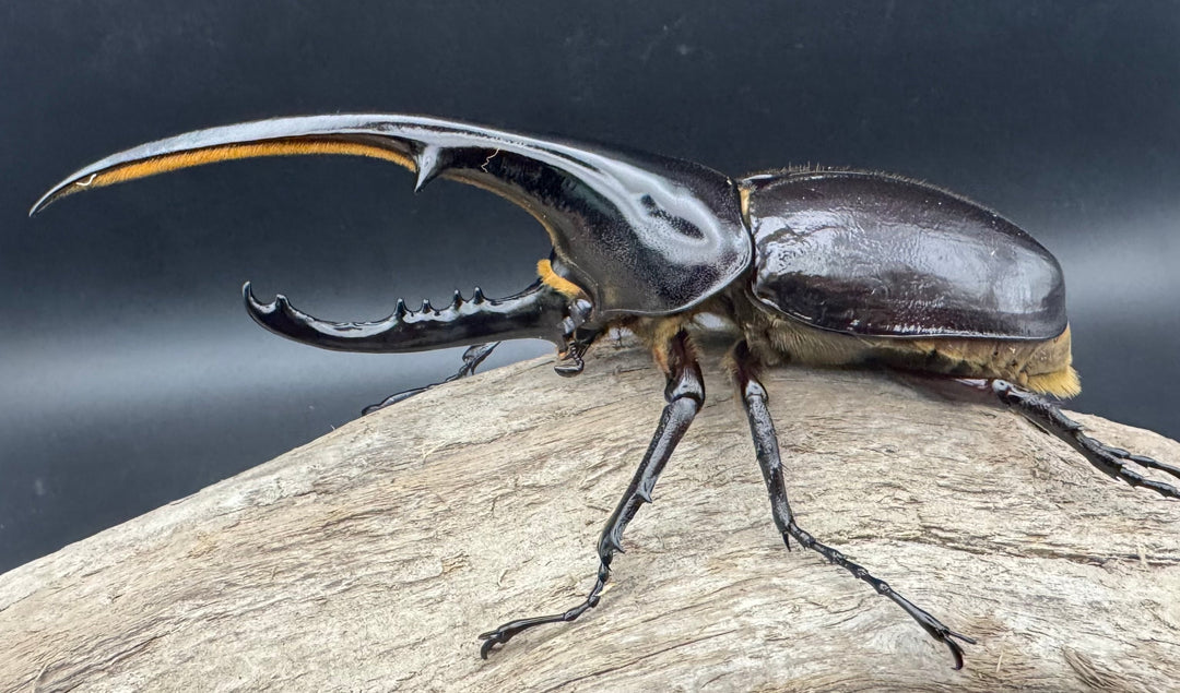 《ヘラクレス・ヘラクレス 144mm ペア》