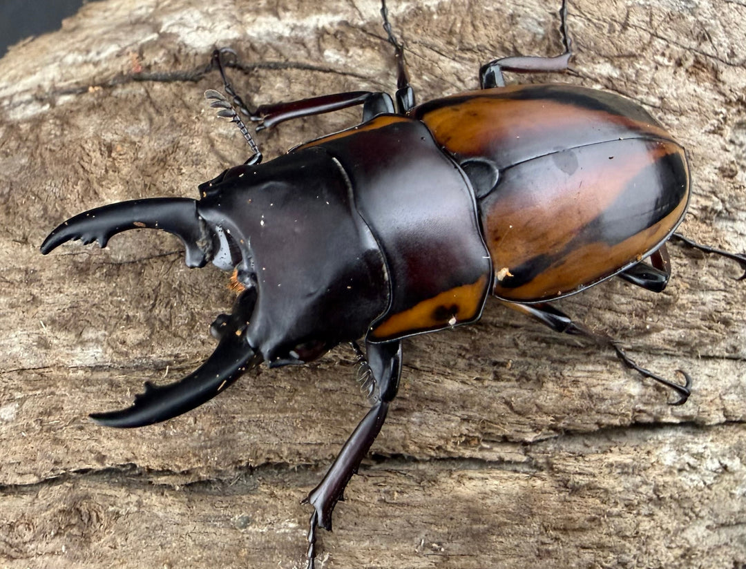 【WD】《ファブリースノコギリ原名亜種 51mmm ペア》