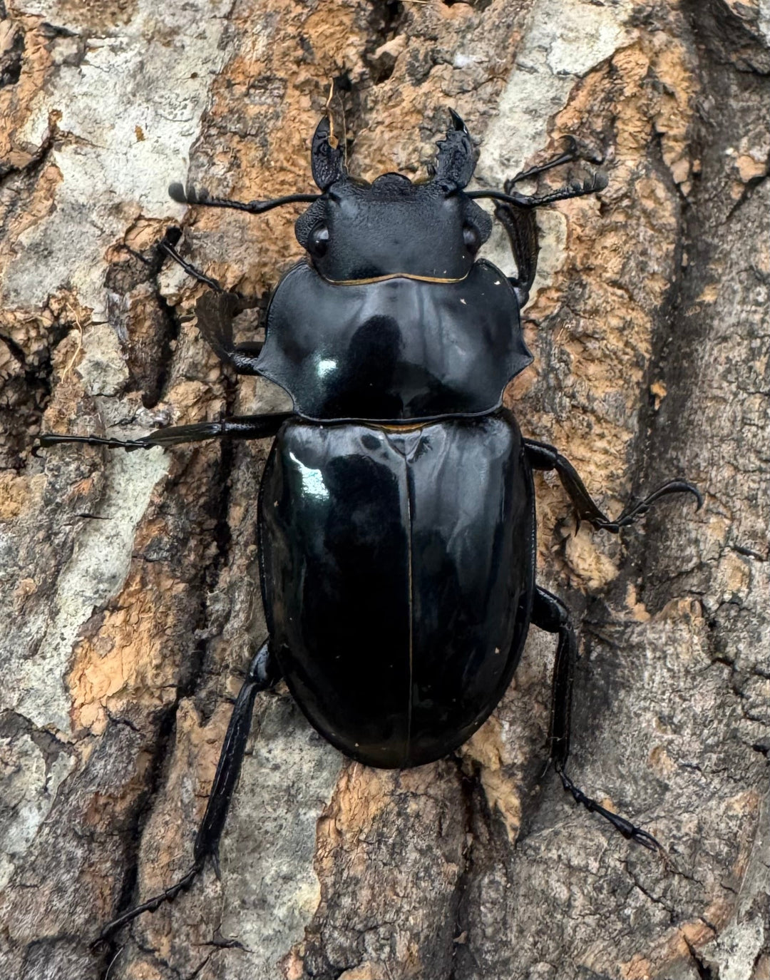 【WD】《インターメディアツヤクワガタ ネグロス産 93mm ペア》