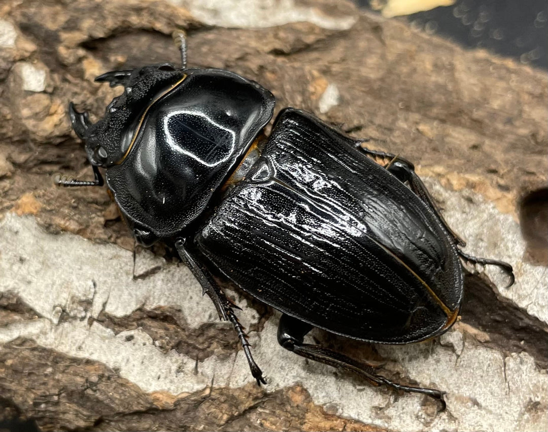 《ホペイオオクワガタ HG血統 75mm ペア》