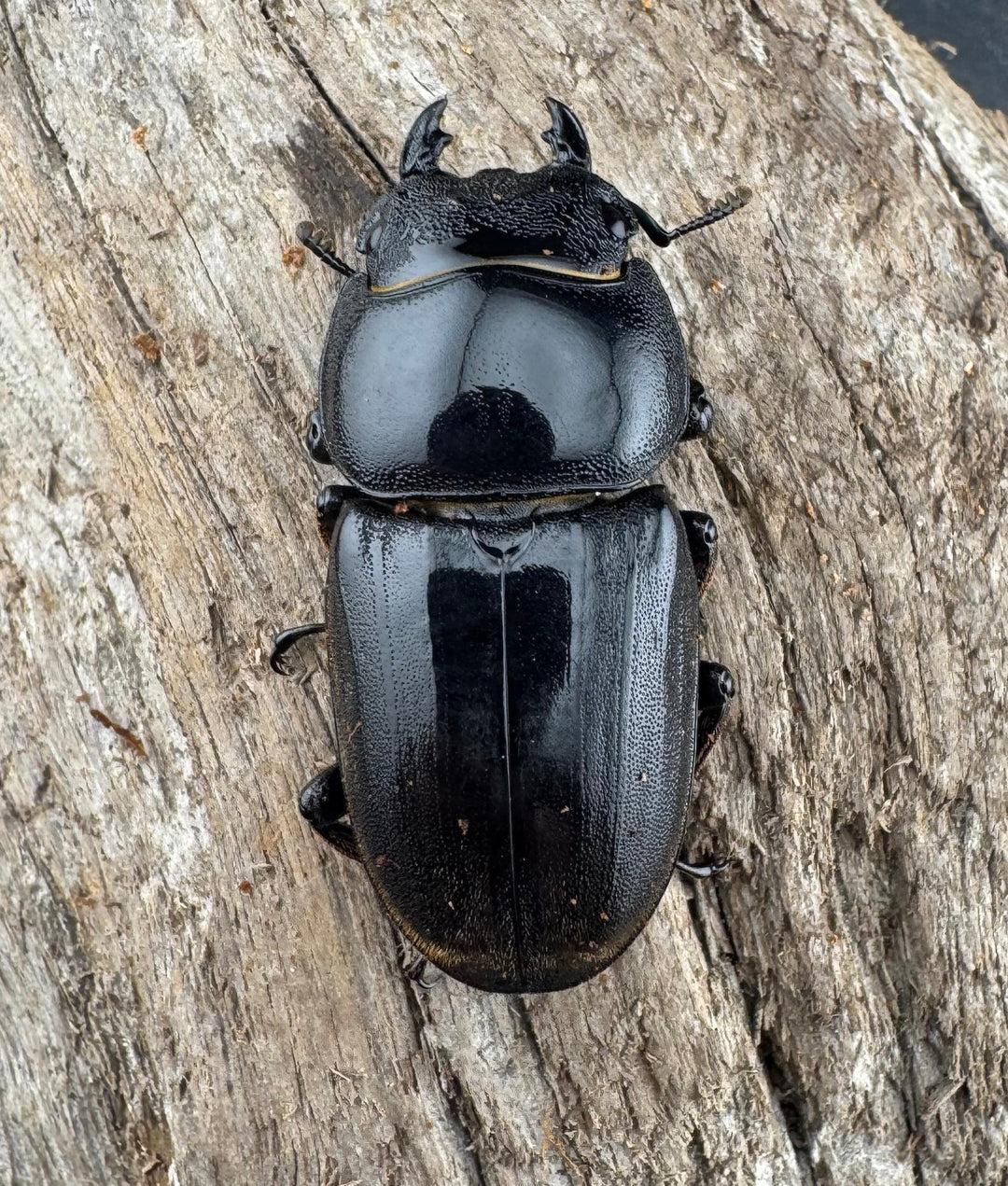 【WD】《ダイオウヒラタ 東ジャワ産 81mm ペア》