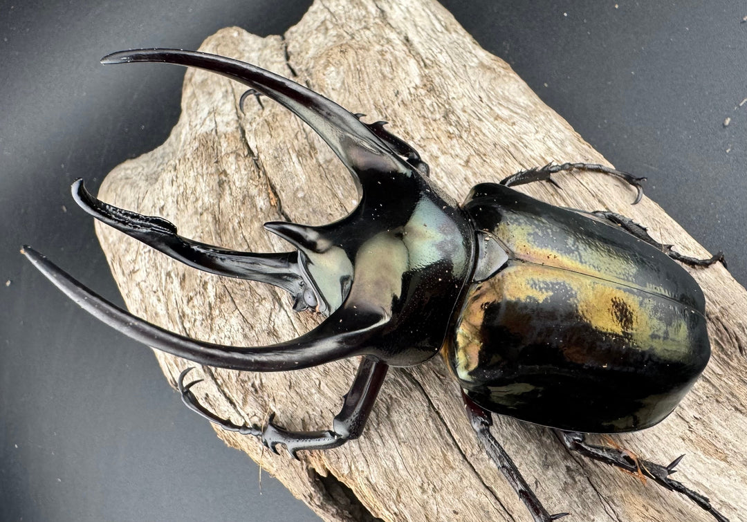 【WD】《ミンダナオアトラスオオカブト マラグサン産 99mm ペア》