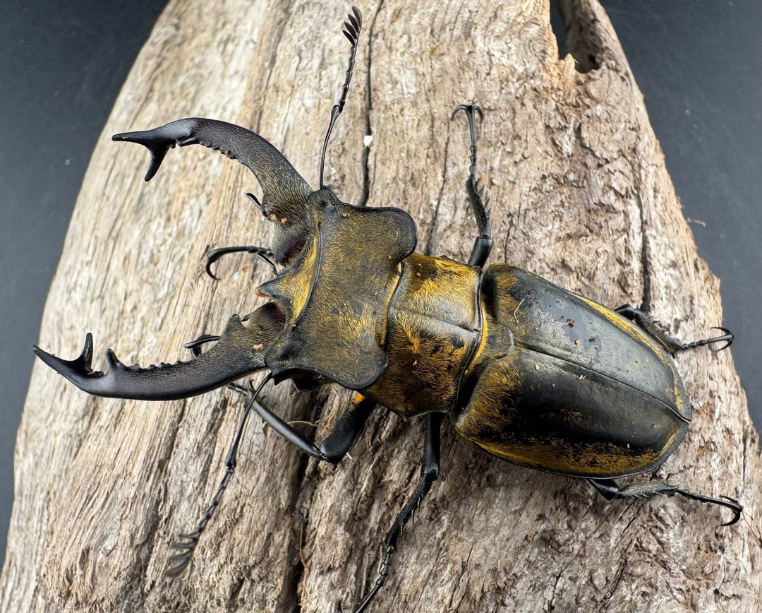 【WD】《セリケウスミヤマ原名亜種 62mm ペア》