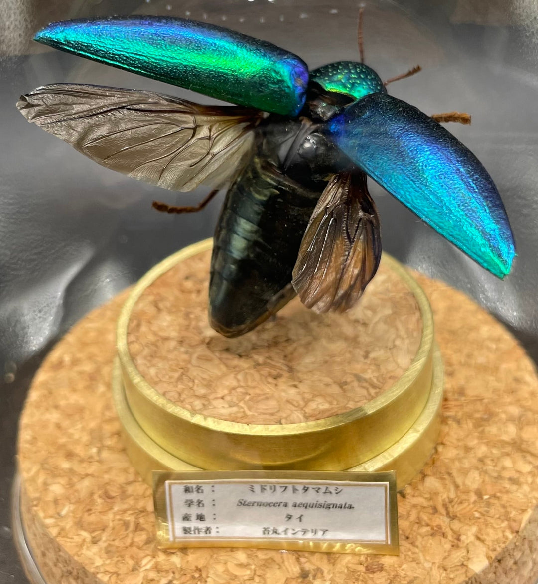 インテリア標本《ミドリフトタマムシ》