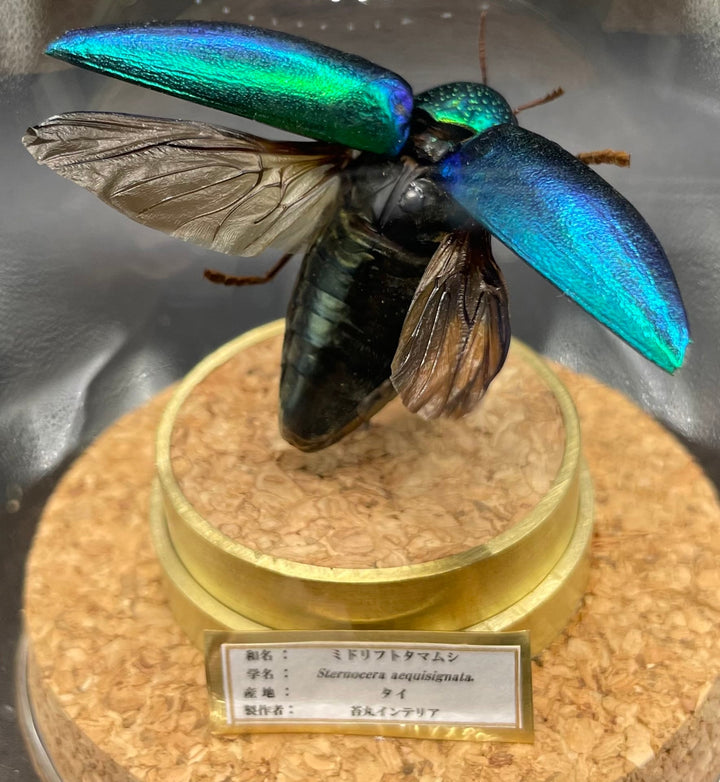 インテリア標本《ミドリフトタマムシ》