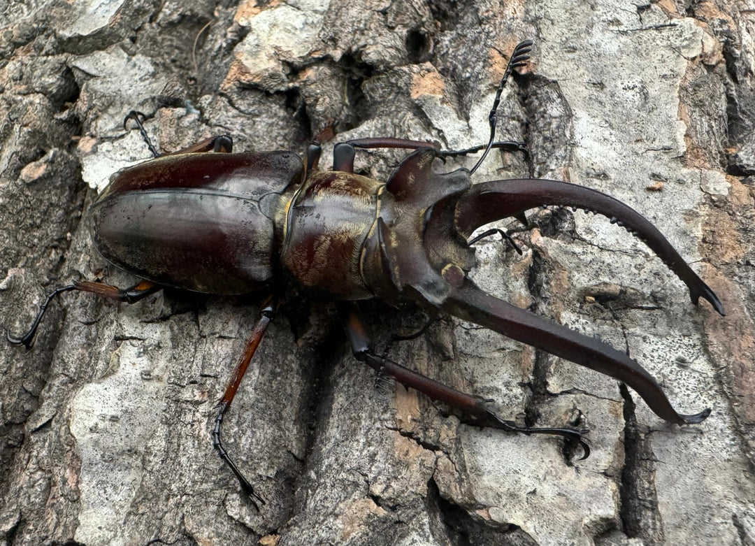 【WD】《ラミニフェルミヤマ  70mm ♂♀♀トリオ A'品》