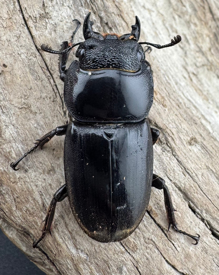 【WD】《西ペレンヒラタ（スラウェシオオヒラタ） 92.5mm ペア》