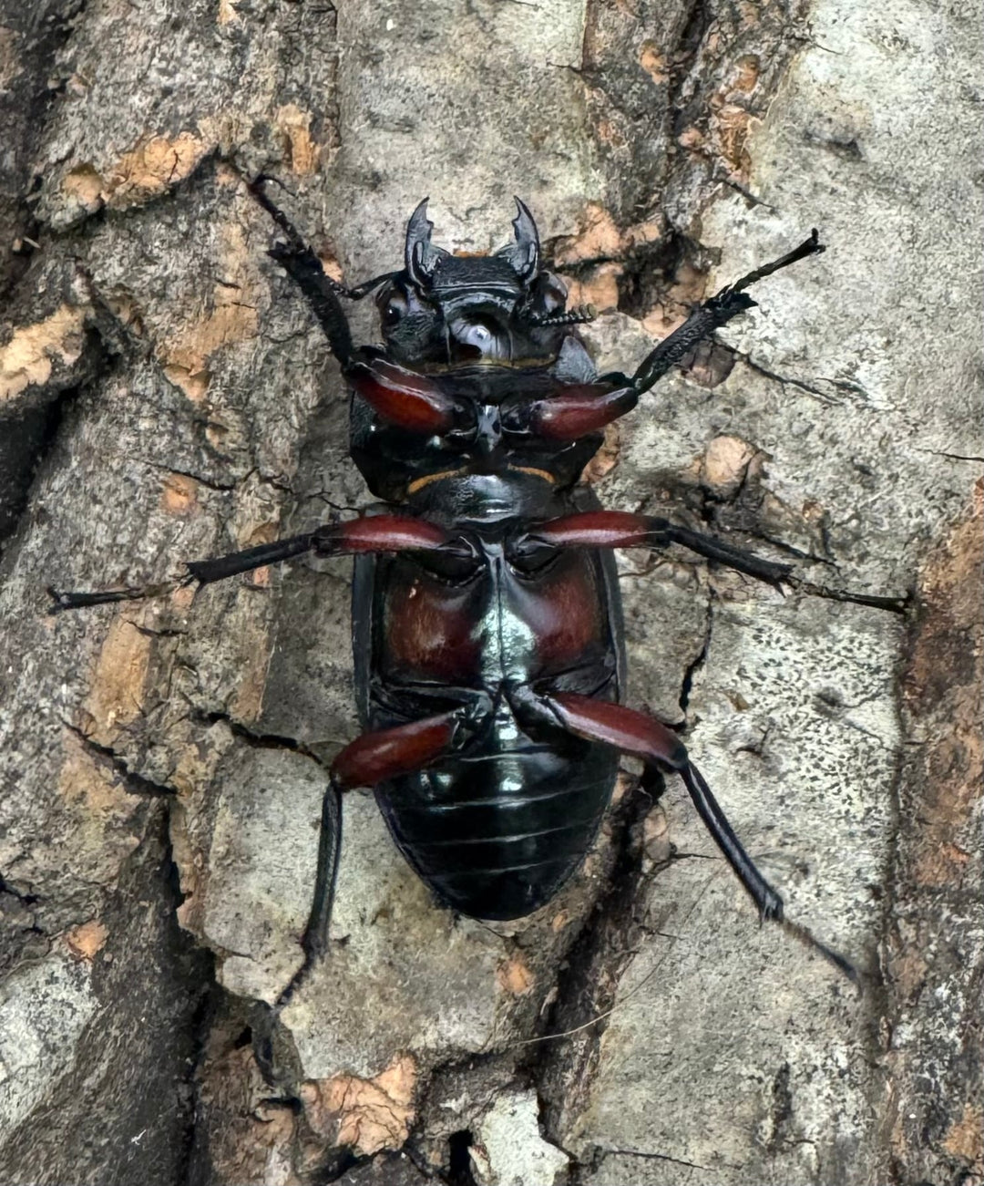 【WD】《アカアシクワガタ亜種chenpengi 遼寧省産 36mm ♂♀♀トリオ》