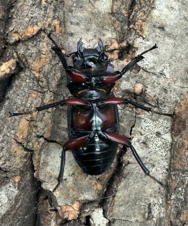 【WD】《アカアシクワガタ亜種chenpengi 遼寧省産 36mm ♂♀♀トリオ》