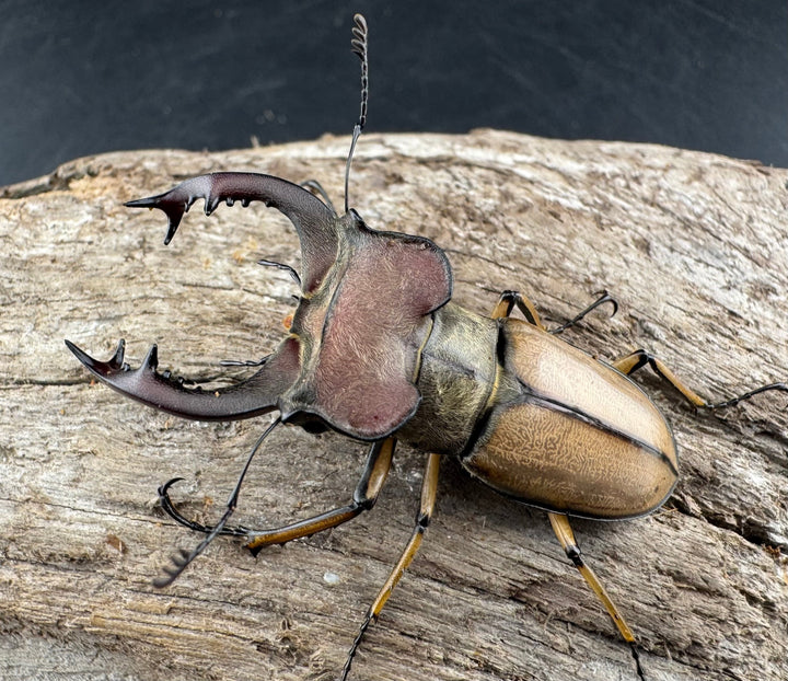 【WD】《デラバイミヤマクワガタ 48.5mm ペア》