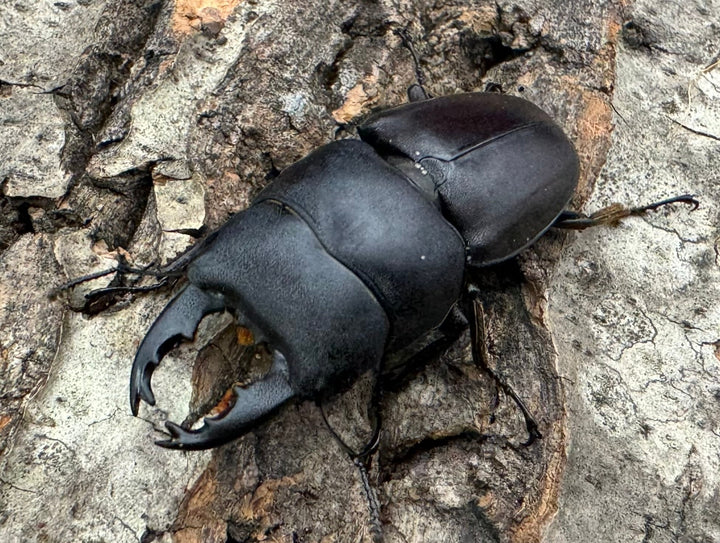 特別特価!!【WD】《タウルスヒラタ ミンダナオ産 ペア》