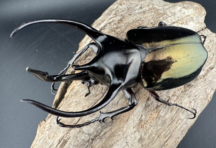 【WD】《ジャワコーカサスオオカブト 97.5mm ペア》