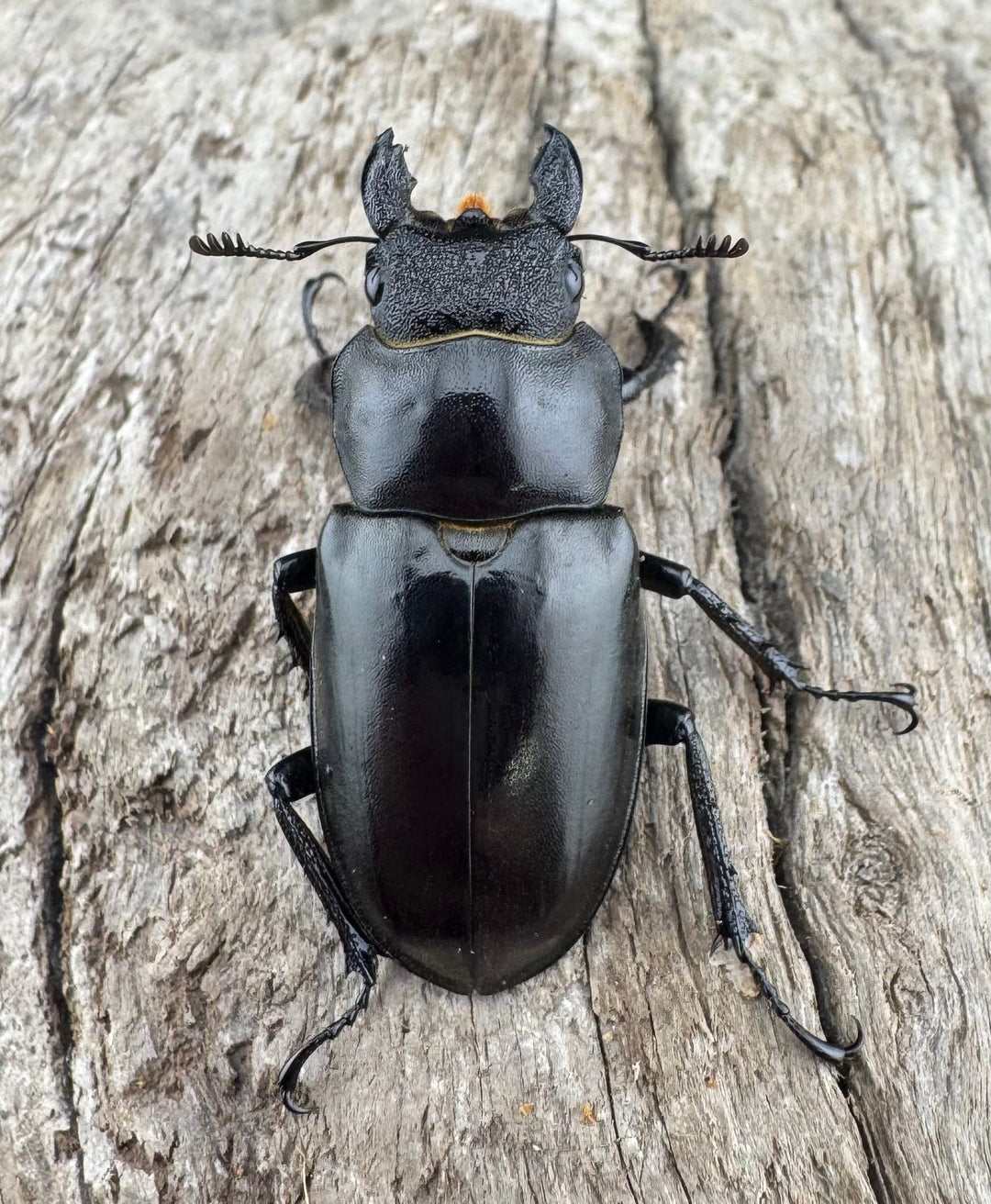 【WD】《フェアメイルミヤマ 雅安市産 57mm ペア》