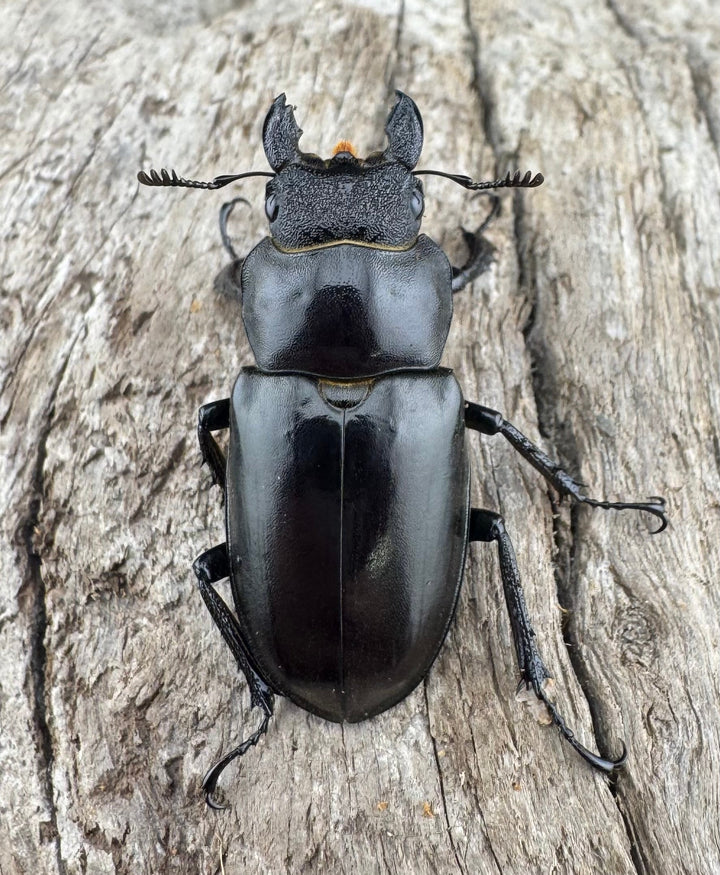 【WD】《フェアメイルミヤマ 雅安市産 57mm ペア》