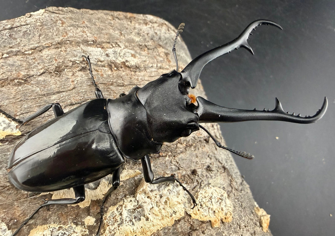 【WF1】《ギラファノコギリ亜種ダイスケ ネグロス島産 97.5mm ペア》
