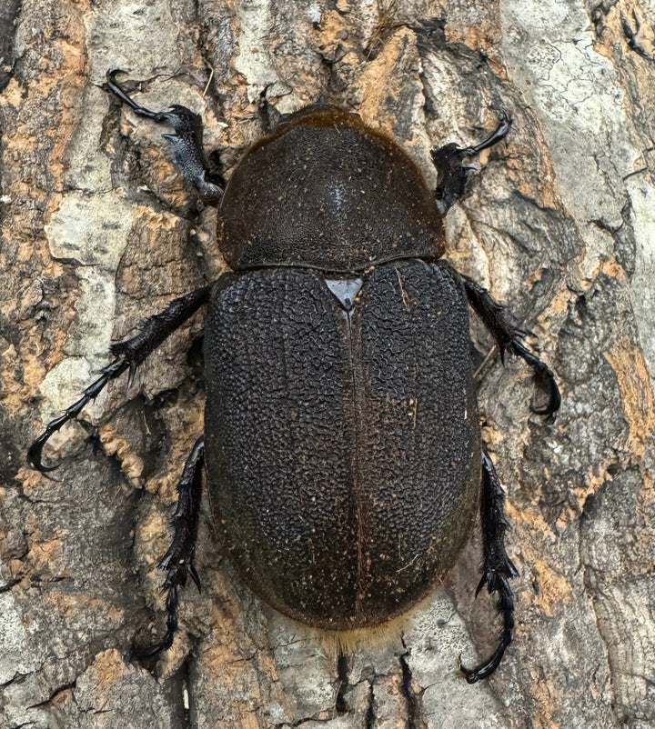 《ヘラクレス・ヘラクレス 143mm ペア》