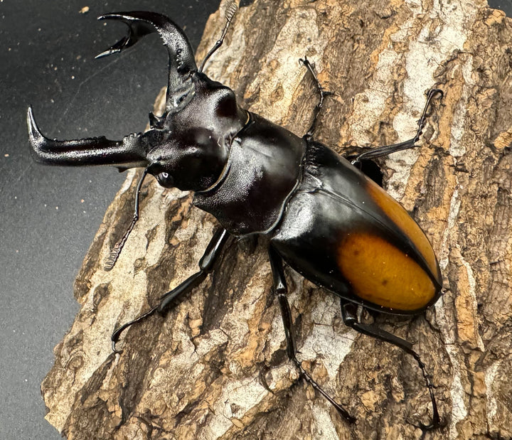 【WD】《セアカフタマタ（パリーフタマタ） 83mm ペア》