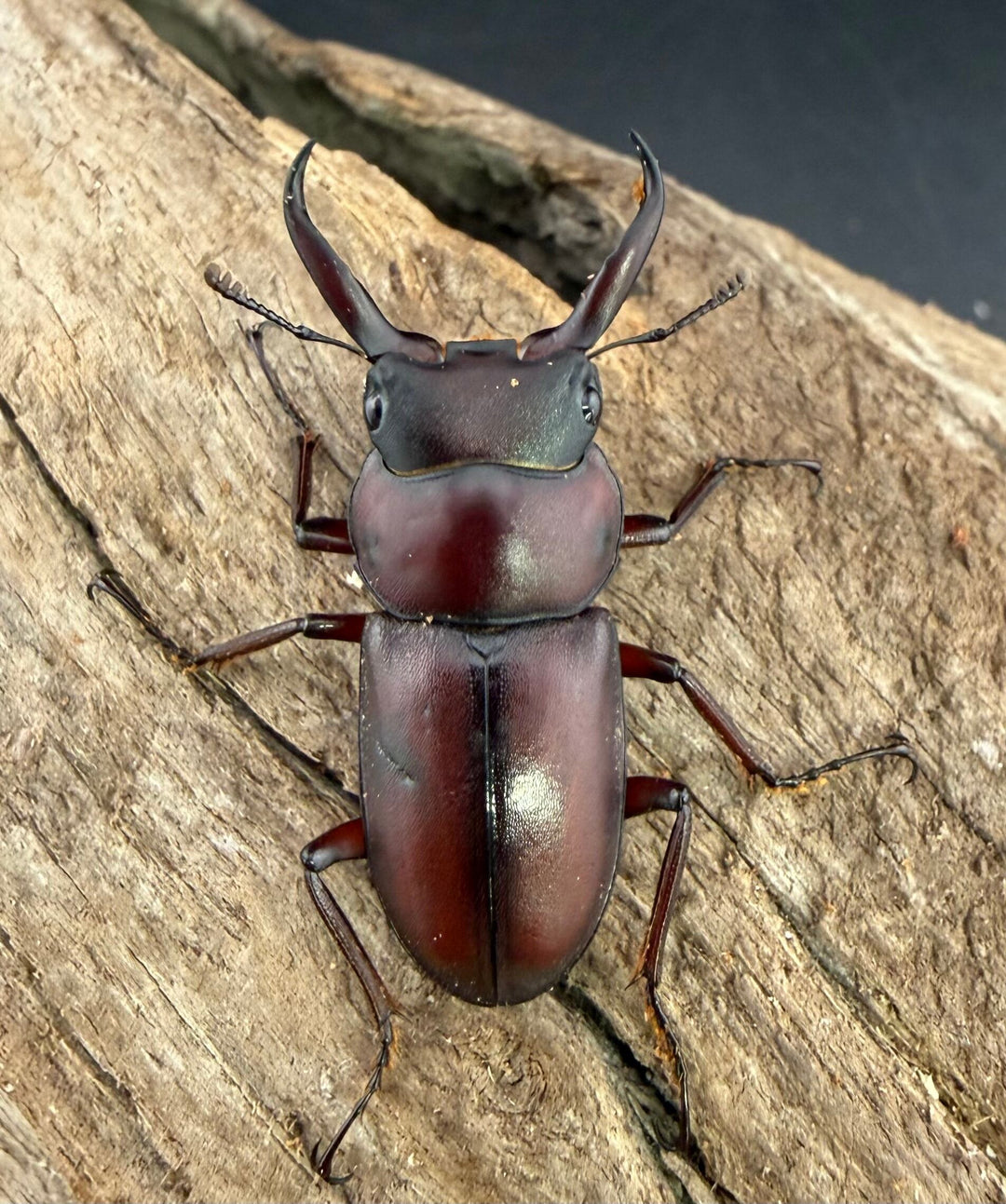 《ミシマコクワガタ 硫黄島産 31mm ♂♀♀トリオ》