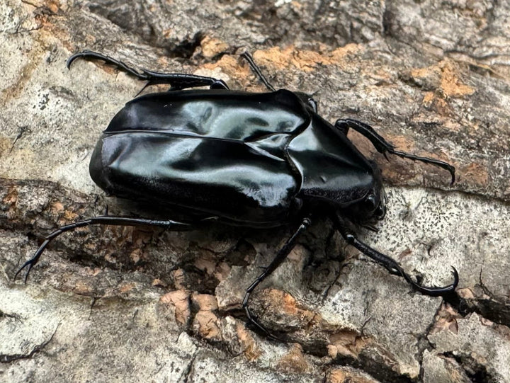 《クロツヤトゲアシハナムグリ ペア》