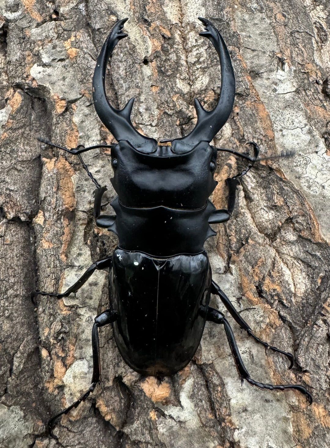 【WD】《インターメディアツヤクワガタ 94mm ペア》